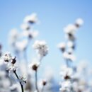 Korzeń kudzu - nowa moda?